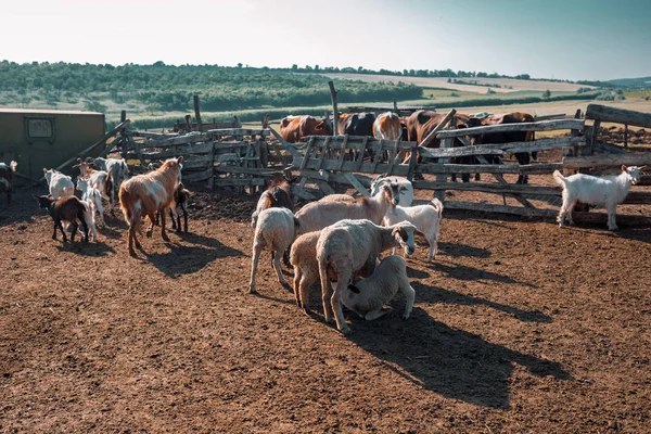 Bestiame nel recinto. Pecore, capre, mucche. L'agnello beve latte. Sullo sfondo del terreno collinare . — Foto Stock