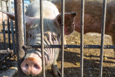 Metal bir çitin arkasında tutulan domuzlar. Çiftlik hayvanı. Et endüstrisi. Hayvan hakları kavramı.