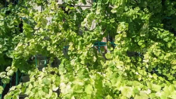 Молодий Фермер Розбризковує Виноград Хімічне Лікування Хвороб Догляд Рослинами Вид — стокове відео