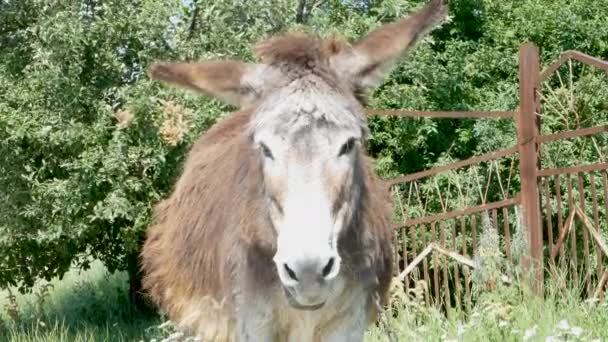 Burro Atado Una Cadena Retrato Fondo Vegetación Verde Puerta Oxidada — Vídeos de Stock