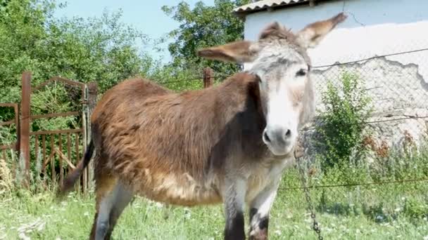 Burro Atado Una Cadena Grazing Hierba Verde Fondo Vegetación Verde — Vídeos de Stock