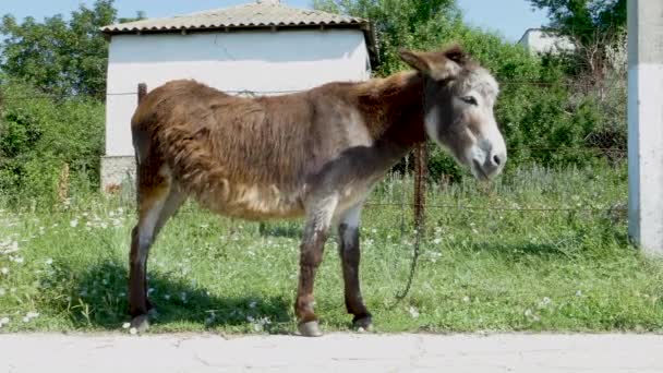 Donkey Tied Chain Grazing Green Grass Background Green Vegetation Rusted — Stock Video