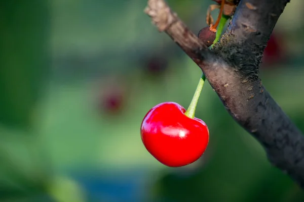 Fruta de cereja azeda única em ramos . — Fotografia de Stock