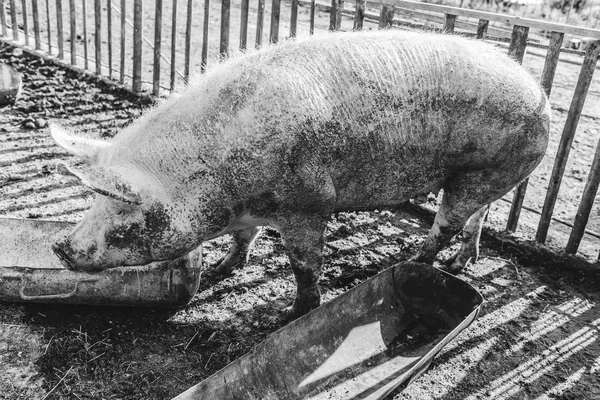 En stor rosa gris står bredvid sin tråg för mat. Boskap gård. — Stockfoto