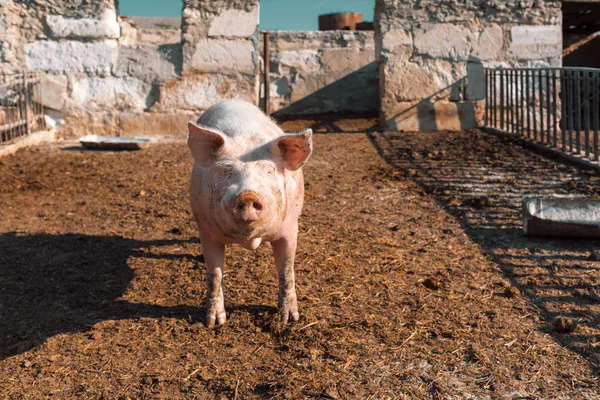Stora rosa gris promenader i Paddock. Boskap gård. — Stockfoto