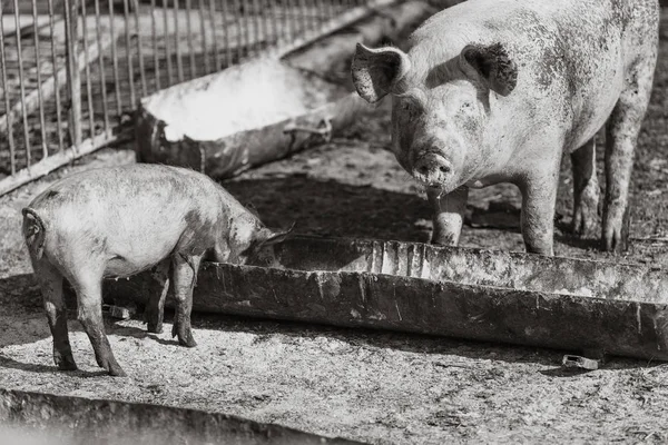 Sow and her little pig eat out of a bowl. Livestock farm. — Stock Photo, Image