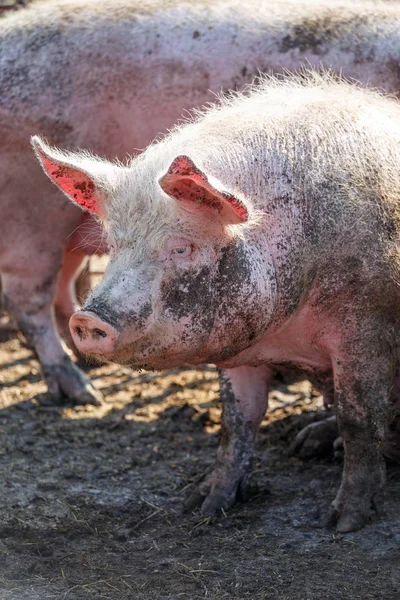 Porträt eines großen rosafarbenen Schweins, das mit Schlamm beschmiert ist. Viehzucht. — Stockfoto