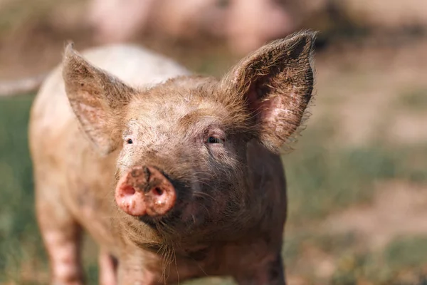 Porträt eines kleinen schmutzigen Schweins vor dem Hintergrund grünen Grases. Viehzucht. — Stockfoto
