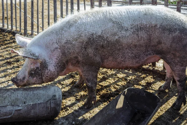 Neben seinem Futtertrog steht ein großes rosafarbenes Schwein. Viehzucht. — Stockfoto