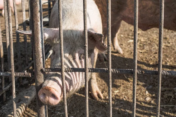 Pigs that are kept behind a metal fence. Livestock farm. Meat industry. Animals rights concept. — Stock Photo, Image