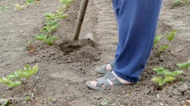 Yaşlı bir çiftçi çilek salar. Ev bahçe. Yavaş çekim.