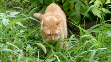 Kırmızı kedi bahçede yeşil ot yiyor. Sonra çerçeveyi terk etti. Yavaş çekim.