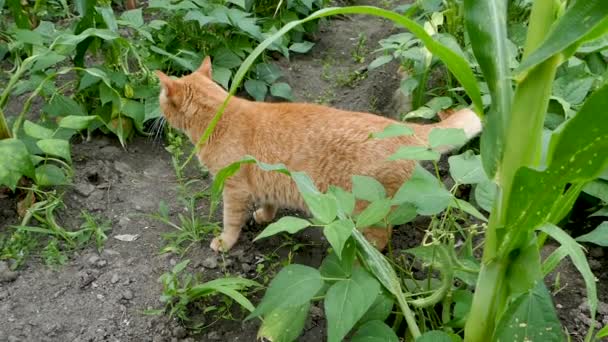 Il gatto rosso cammina in giardino. Guarda cosa succede e se ne va. Rallentatore . — Video Stock