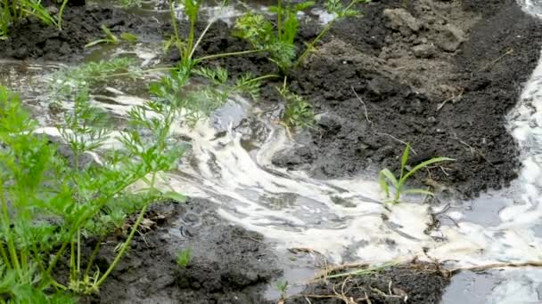 Un chorro de agua vierte perejil verde. Jardinería en casa. Movimiento lento . — Vídeo de stock