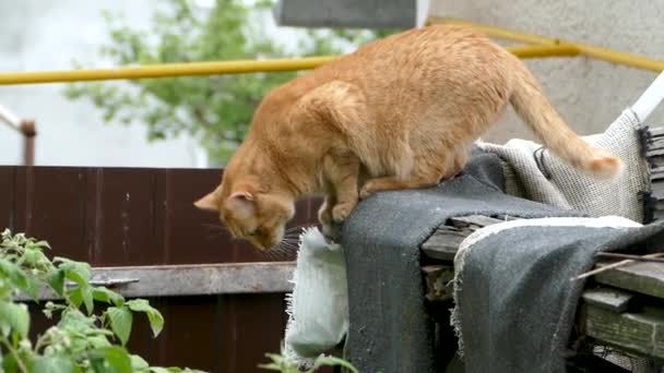 Rode kat springt van het hek naar beneden. Slow Motion. — Stockvideo