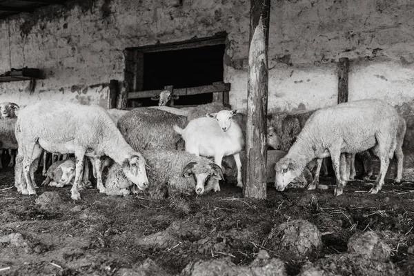 En flock får och en vit get vilade i Paddock. Boskaps gård, fårflock. — Stockfoto