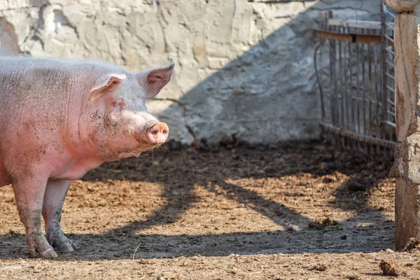 Großes rosafarbenes Schwein spaziert auf der Koppel. Viehzucht. — Stockfoto