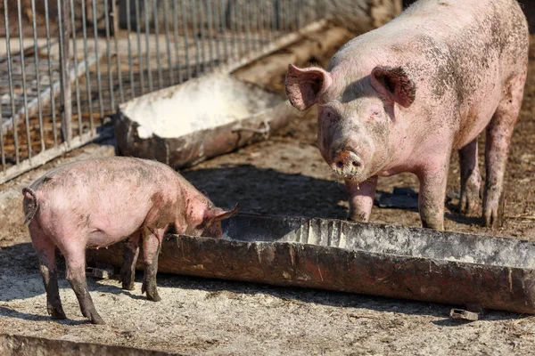 Sow and her little pig eat out of a bowl. Livestock farm. — Stock Photo, Image