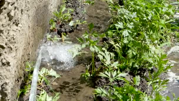 En stråle av vatten häller grön persilja. Hem Trädgårdsskötsel. Slow motion. — Stockvideo