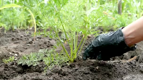 Рука Черной Перчатке Вытаскивает Земли Морковку Садоводство Концепция Натурального Здорового — стоковое видео