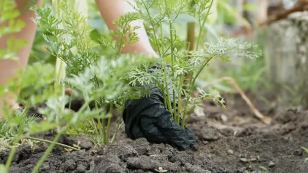Рука Черной Перчатке Вытаскивает Земли Морковку Садоводство Концепция Натурального Здорового — стоковое видео