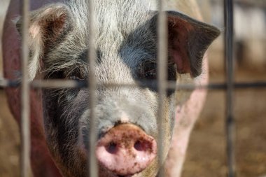 Üzgün yalnız domuz metal çubuklarla bakar. Hayvancılık çiftliği. Et endüstrisi. Hayvanlar hakları konsepti.