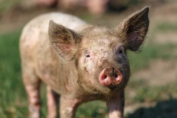Porträt eines kleinen schmutzigen Schweins vor dem Hintergrund grünen Grases. Viehzucht. — Stockfoto