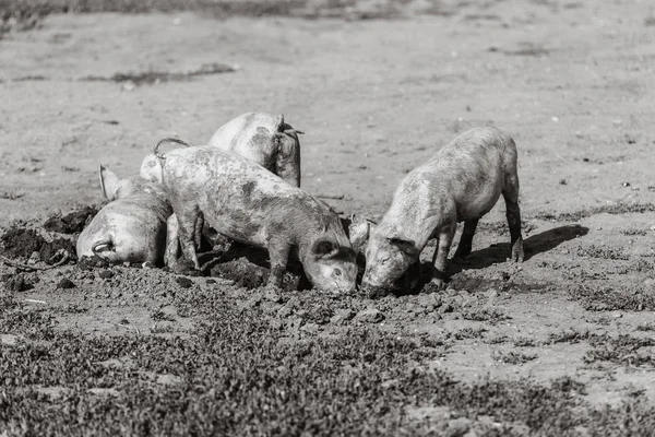 Un gruppo di maialini che scavano nella terra sul prato. Allevamento . — Foto Stock