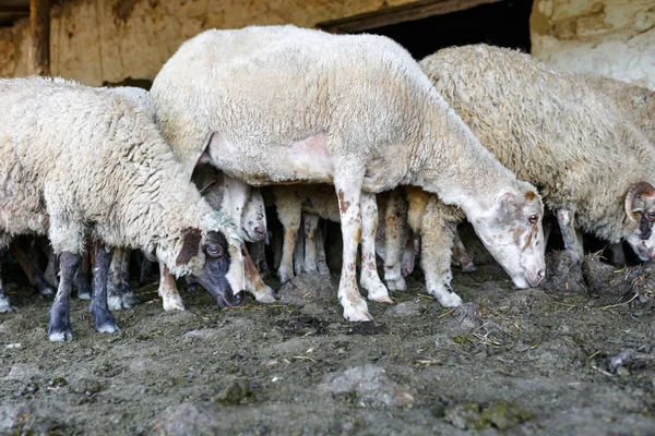 A herd of sheep resting in his paddock. Livestock farm, flock of sheep.