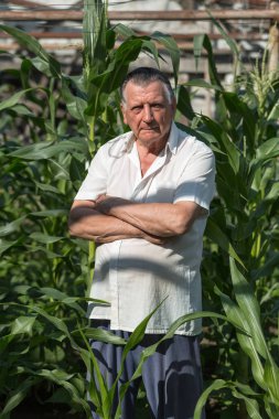 Eski gri saçlı çiftçi kollarını geçti ile duruyor. Mısır yeşil kulakları arka planda. El İşçiliği ve ev Bahçesi kavramı.