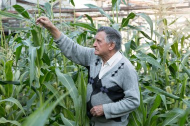 Mısır bahçesinde eski gri saçlı bir çiftçi. Bitkilerin durumunu kontrol eder. El İşçiliği ve ev Bahçesi kavramı.