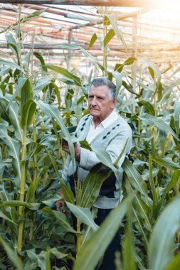 Mısır bahçesinde eski gri saçlı bir çiftçi. Bitkilerin durumunu kontrol eder. El İşçiliği ve ev Bahçesi kavramı.
