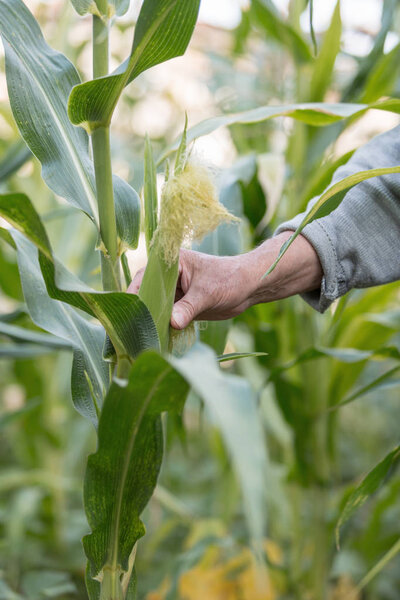 Corn in hand. Hand of elderly farmer who planted and cared for corn on his own corn plantation. Concept of manual labor and home garden.