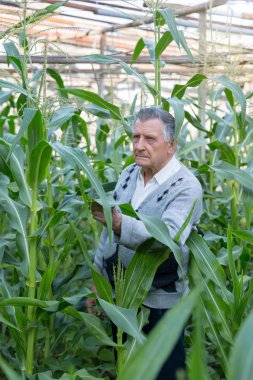 Mısır bahçesinde eski gri saçlı bir çiftçi. Bitkilerin durumunu kontrol eder. El İşçiliği ve ev Bahçesi kavramı.