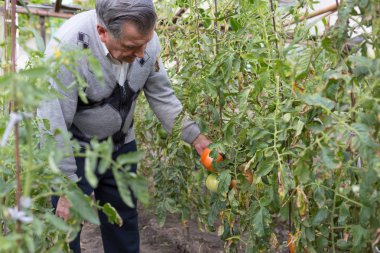 Domates çalılar arasında bahçede eski gri saçlı çiftçi. Kırpma denetler. El İşçiliği ve ev Bahçesi kavramı.