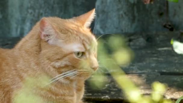 Gran gato rojo hermoso miente y observa lo que está sucediendo. Disparó a través de la hierba balanceándose . — Vídeos de Stock