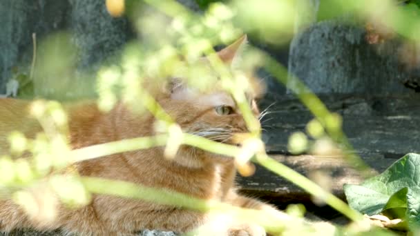 Big Beautiful Red Cat Lies Meows Leaves Dissatisfied Shot Swaying — Stock Video