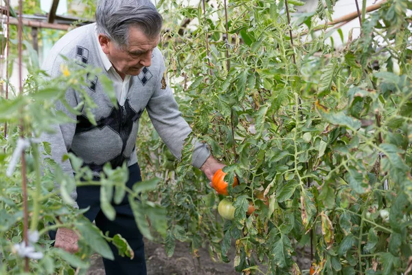Old gray haired farmer in garden among tomato bushes. Checks the crop. Concept of manual labor and home garden.