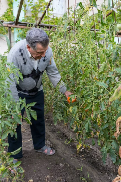 Old gray haired farmer in garden among tomato bushes. Checks the crop. Concept of manual labor and home garden.