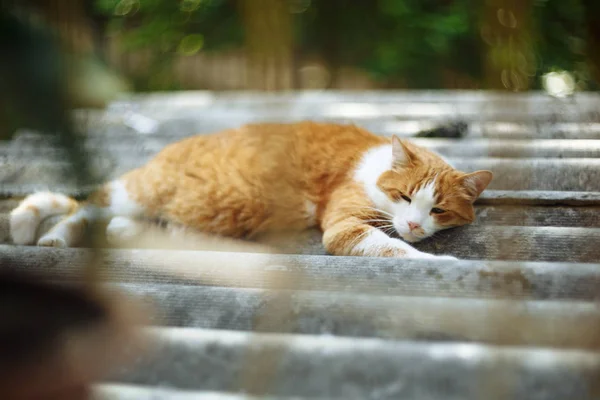 Röd katt vilar på kakel. Sköt genom fönsterstaplar. — Stockfoto