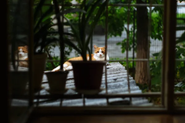 Rote Katze ruht auf Fliesen. Schuss durch Fenstergitter. — Stockfoto