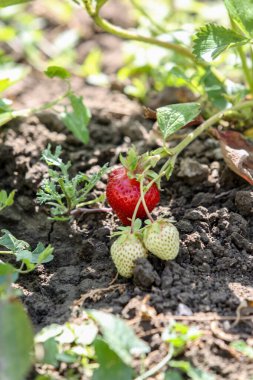 Bahçede yetişen kırmızı ve yeşil çilekler. Dikey çerçevelenmiş çekim.