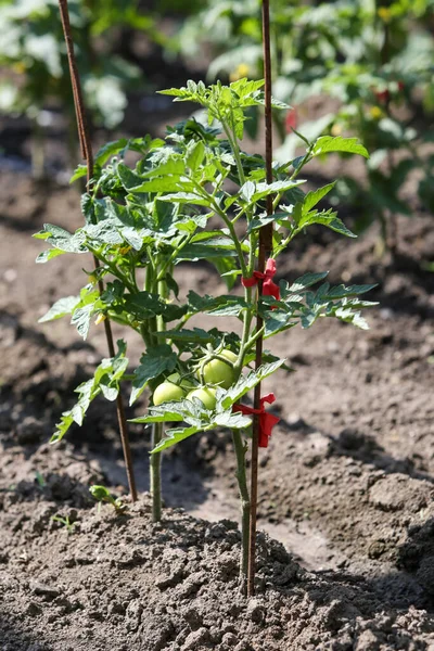 Tomates verdes em um ramo de um arbusto que cresce em uma horta, em um dia ensolarado. Cultivo de alimentos naturais saudáveis . — Fotografia de Stock