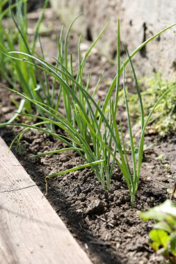 Ev sebze bahçesi. Yatağın üzerinde yeşil soğan yetişiyor. Sağlıklı doğal gıdalar yetiştiriyor. Dikey çerçevelenmiş çekim.