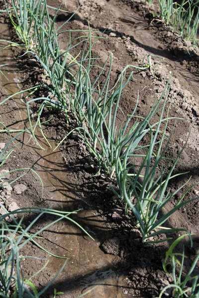 Casa Horta Cama Cresce Cebolas Verdes Cultivo Alimentos Naturais Saudáveis — Fotografia de Stock