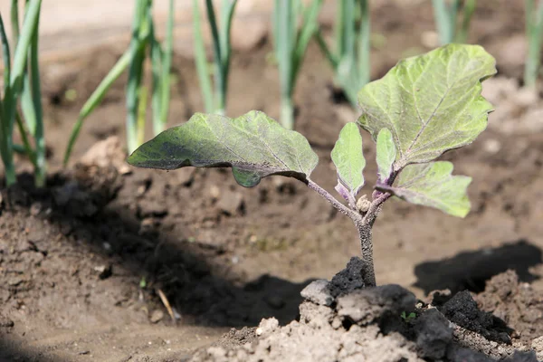 Cama Arbustos Crescentes Berinjela Uma Estufa Agricultura Biológica Conceito Agricultura — Fotografia de Stock