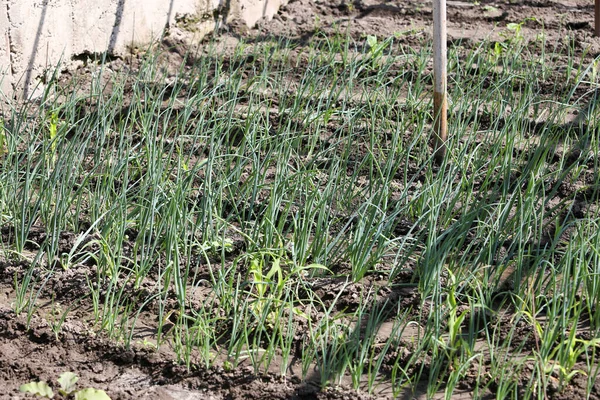 Casa Horta Cama Cresce Cebolas Verdes Cultivo Alimentos Naturais Saudáveis — Fotografia de Stock
