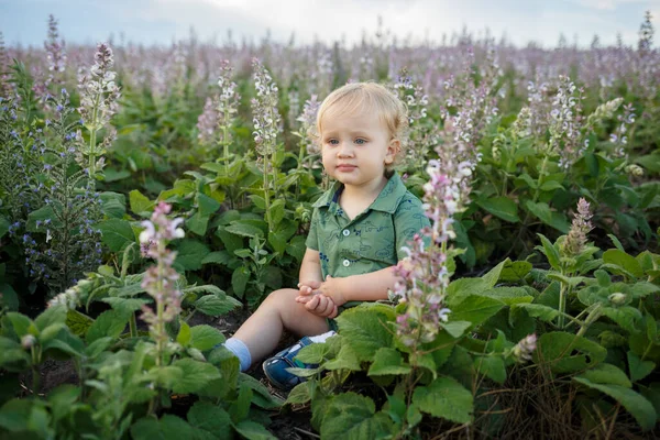 Niño Lindo Campo Lavanda Feliz Ocio Familiar Aire Libre Tiro — Foto de Stock