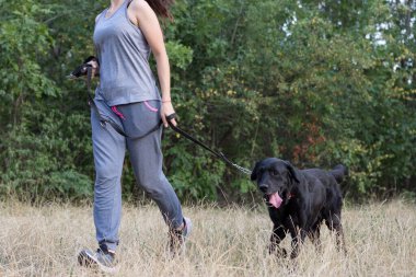 Siyah Labrador 'la parkta yürüyen çekici genç bir kız. Sağlıklı bir yaşam tarzı. En sevdiğiniz evcil hayvanla yürüyün. Yatay çerçeveli çekim.