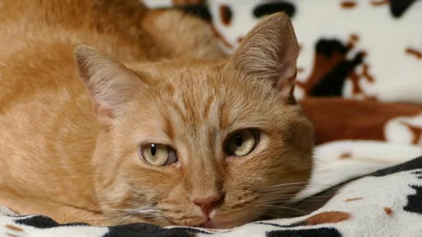 Большая Красивая Красная Кошка Просыпается Засыпает Лежит Одеяле Uhd Видео — стоковое видео
